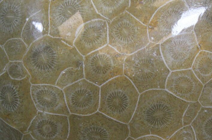 Polished Fossil Coral - Morocco #25722